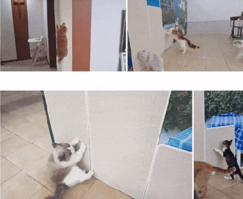 【垂直空間】壁貼りつけ用カーペットで遊び空間がぐんと広がる！ダダダ猫用爪とぎ
