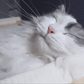 猫にとってグルーミングは大切な行為だそうです。猫のグルーミングブラシ 「イルー」